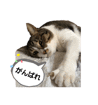 匠のネコ（個別スタンプ：28）