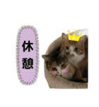 匠のネコ（個別スタンプ：38）