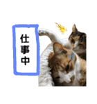 匠のネコ（個別スタンプ：39）
