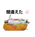匠のネコ（個別スタンプ：40）