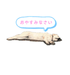 ふんばり犬サン様（個別スタンプ：2）