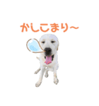 ふんばり犬サン様（個別スタンプ：3）