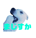 ふんばり犬サン様（個別スタンプ：4）
