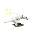 ふんばり犬サン様（個別スタンプ：5）