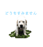 ふんばり犬サン様（個別スタンプ：6）