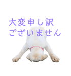 ふんばり犬サン様（個別スタンプ：7）