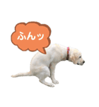 ふんばり犬サン様（個別スタンプ：8）