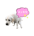 ふんばり犬サン様（個別スタンプ：9）