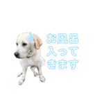 ふんばり犬サン様（個別スタンプ：10）