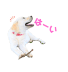 ふんばり犬サン様（個別スタンプ：11）
