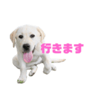 ふんばり犬サン様（個別スタンプ：14）