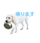 ふんばり犬サン様（個別スタンプ：15）