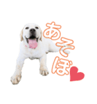 ふんばり犬サン様（個別スタンプ：16）