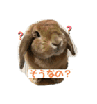 ぴっかの日常スタンプ（個別スタンプ：13）
