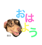AZUMA家の8匹のイッヌ（個別スタンプ：4）