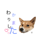AZUMA家の8匹のイッヌ（個別スタンプ：5）