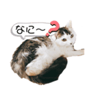 うちのペットたちだにゃー（個別スタンプ：6）