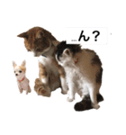 うちのペットたちだにゃー（個別スタンプ：9）