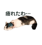 うちのペットたちだにゃー（個別スタンプ：11）