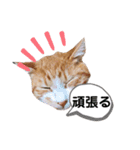 うちのペットたちだにゃー（個別スタンプ：12）