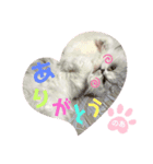 のあちゃん すたんぷ（個別スタンプ：5）