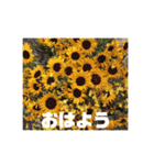 お花の写真日常挨拶スタンプ（個別スタンプ：1）