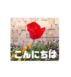 お花の写真日常挨拶スタンプ（個別スタンプ：2）