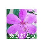 お花の写真日常挨拶スタンプ（個別スタンプ：4）