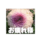 お花の写真日常挨拶スタンプ（個別スタンプ：5）