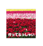 お花の写真日常挨拶スタンプ（個別スタンプ：9）