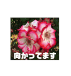 お花の写真日常挨拶スタンプ（個別スタンプ：13）