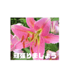 お花の写真日常挨拶スタンプ（個別スタンプ：16）