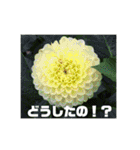お花の写真日常挨拶スタンプ（個別スタンプ：17）