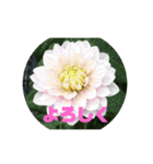 お花の写真日常挨拶スタンプ（個別スタンプ：19）
