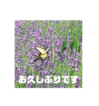 お花の写真日常挨拶スタンプ（個別スタンプ：21）