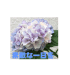 お花の写真日常挨拶スタンプ（個別スタンプ：22）