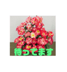 お花の写真日常挨拶スタンプ（個別スタンプ：28）