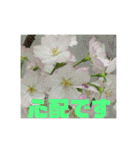 お花の写真日常挨拶スタンプ（個別スタンプ：29）