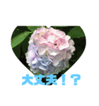 お花の写真日常挨拶スタンプ（個別スタンプ：37）