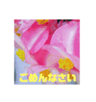 お花の写真日常挨拶スタンプ（個別スタンプ：38）