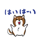 プチ犬（個別スタンプ：11）