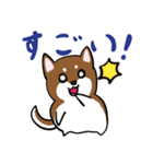 プチ犬（個別スタンプ：18）