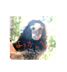 Commonmarmoset（個別スタンプ：1）