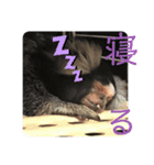 Commonmarmoset（個別スタンプ：7）