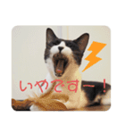 ほんわかうりちゃん（個別スタンプ：7）