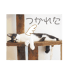 ほんわかうりちゃん（個別スタンプ：8）