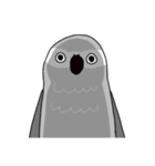 おれたちインコ（個別スタンプ：37）