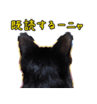 黒猫のヒナタ2（個別スタンプ：7）