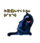 黒猫のヒナタ2（個別スタンプ：12）