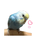 セキセイインコ・いんちょす（個別スタンプ：9）